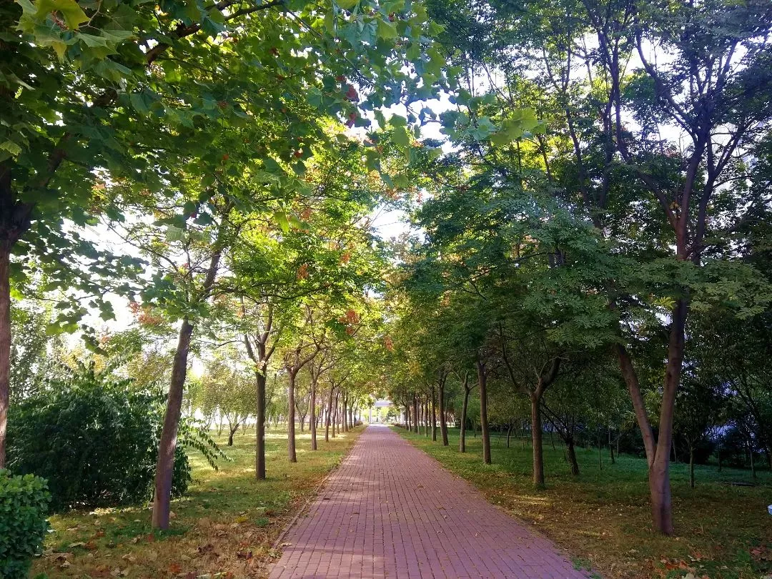 26.林间甬路 (4).jpg 图片