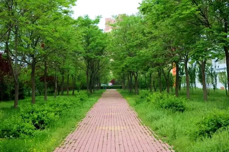 26.林间甬路 (5).jpg 图片