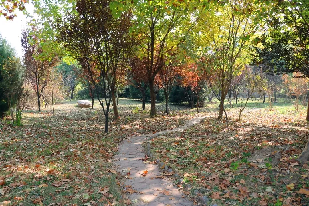 26.林间甬路 (2).JPG 图片